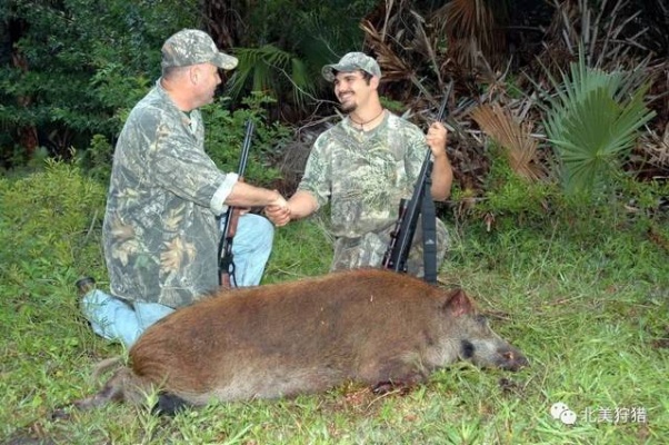 野猪狩猎之夜,一晚捕猎13头野猪的悬赏传奇
