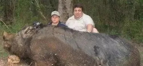 男子与他的巨型宠物——四五百斤水牛奶糖的故事