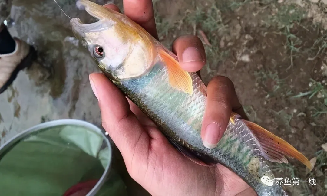 华东地区新发现的鱼类宝藏,虹彩马口鱼