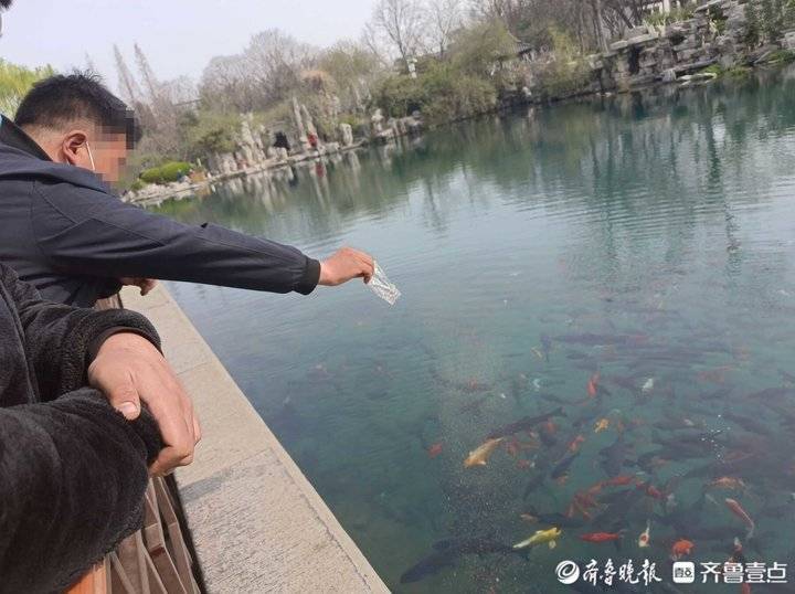 趵突泉鱼儿因游客投喂过度而惨遭撑死
