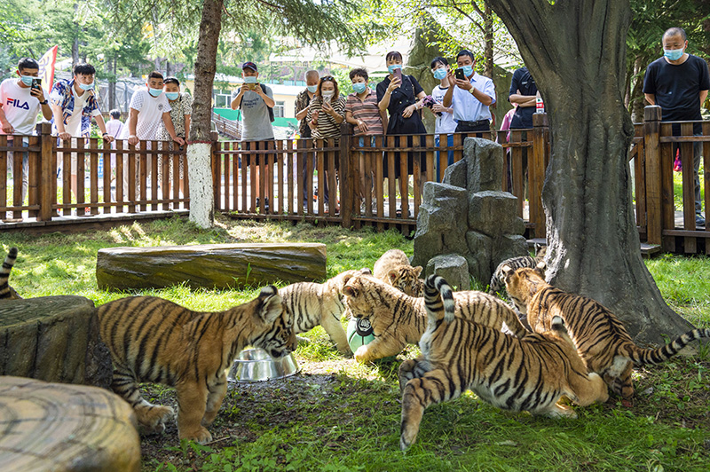 国庆假期哈尔滨东北虎林园游人如织的独特体验