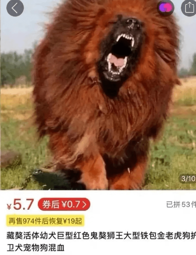 网购凶猛藏獒,女子收货后发现又萌又奶的惊喜